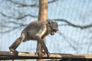 Cercocebus atys monkey photo