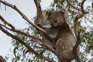 Wild koala on a tree while looking at you photo