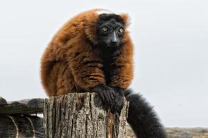 lemur monkey while spreading arms to the sun photo