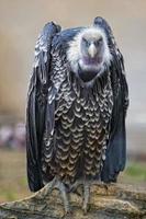 Isolated vulture, buzzard looking at you photo