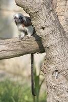 Emperor Tamarin monkey while looking at you photo