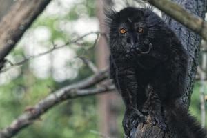 lemur monkey while spreading arms to the sun photo