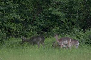 Ciervos en barbecho ciervos y cervatillo sobre fondo verde del bosque foto