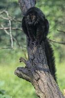 lemur monkey while spreading arms to the sun photo