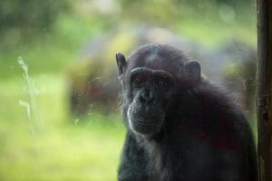 Ape chimpanzee monkey after a glass photo