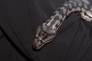 Python snake portrait hanging from man photo