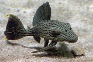 black lined sucker mouth catfish photo