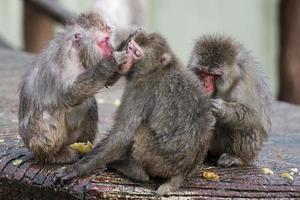 Two monkeys while grooming photo