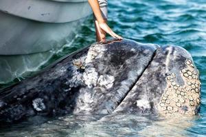 grey whale approaching a boat photo