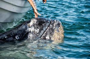 grey whale approaching a boat photo