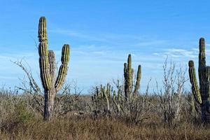 desert cactus in mexico photo