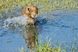 Puppy cocker spaniel playing in the water photo