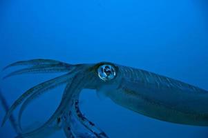 An isolated close up colorful squid cuttlefish looks like 20.000 leagues under the sea photo