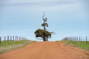 Lonely tree on red road in eucalyptus forest photo