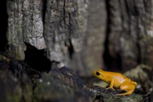 madagascar orange frog photo