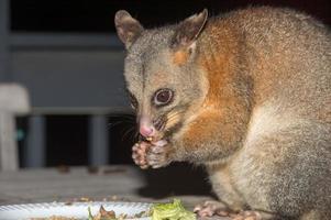 mapache zarigüeya de cola de cepillo en la isla canguro foto