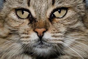 cat close up portrait photo