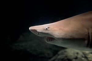 bull shark open jaws rwady to attack at night photo