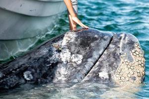 grey whale approaching a boat photo