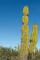 cactus del desierto en mexico foto