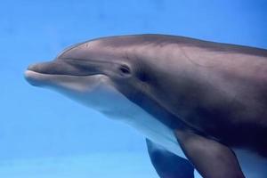 aislado delfín nadando submarino y mirando a usted foto
