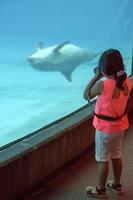dolphin and kid in aquarium photo