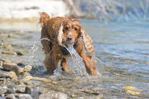 Isolated english cocker spaniel while playing in the river photo