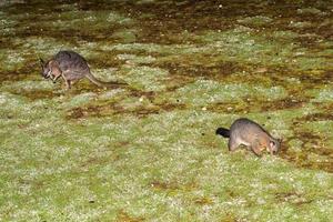 cepillo cola zarigüeya mapache y Wallaby en canguro isla foto