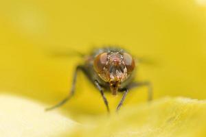 A fly with red eyes close up macro photo