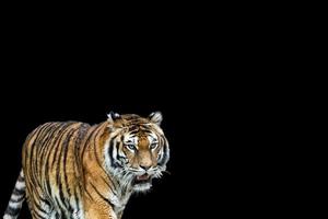 un tigre listo para atacar mirándote foto