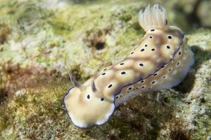 chromodoris coi nudibranquio foto