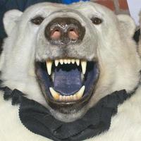blanco polar oso piel foto