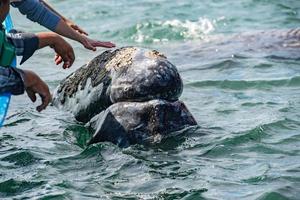 grey whale approaching a boat photo