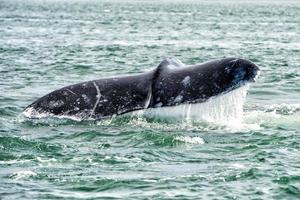 grey whale tail going down in ocean photo