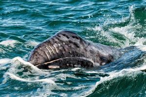 grey whale calf portrait photo