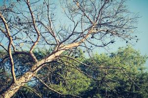 View of a big pine tree under the bright morning sunlight. photo