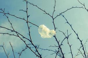 Thrown away plastic bag on the branch. Environmental pollution. photo