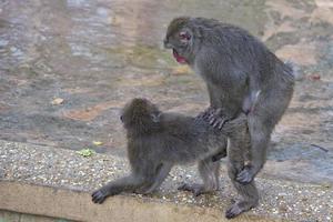 japanese macaque monkey while having sex photo