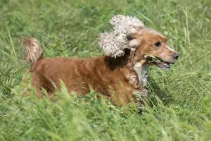 Isolated english cocker spaniel on the grass background photo