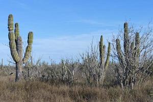 desert cactus in mexico photo