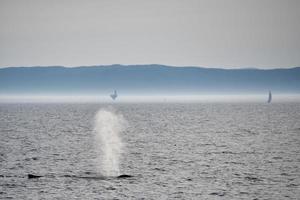 jorobado ballena mientras soplo foto