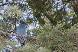 A blue bird in Yosemite Park photo