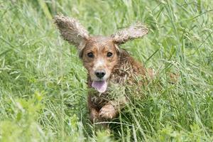 Isolated english cocker spaniel on the grass background photo