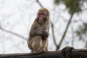 retrato de mono macaco japonés foto