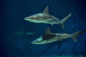 tiburón en acuario foto