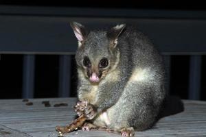 brush tailed possum raccoon in Kangaroo Island photo