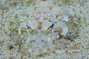 A  crocodile fish portrait in Cebu photo