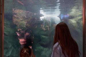 white bear underwater at the zoo photo