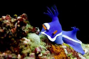 dos vistoso nudibranquio en un rock en sipadan, Borneo, Malasia foto