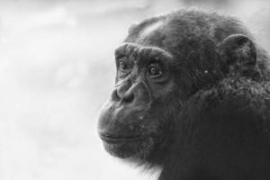 Ape chimpanzee monkey in black and white photo